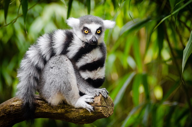 lemur na větvi